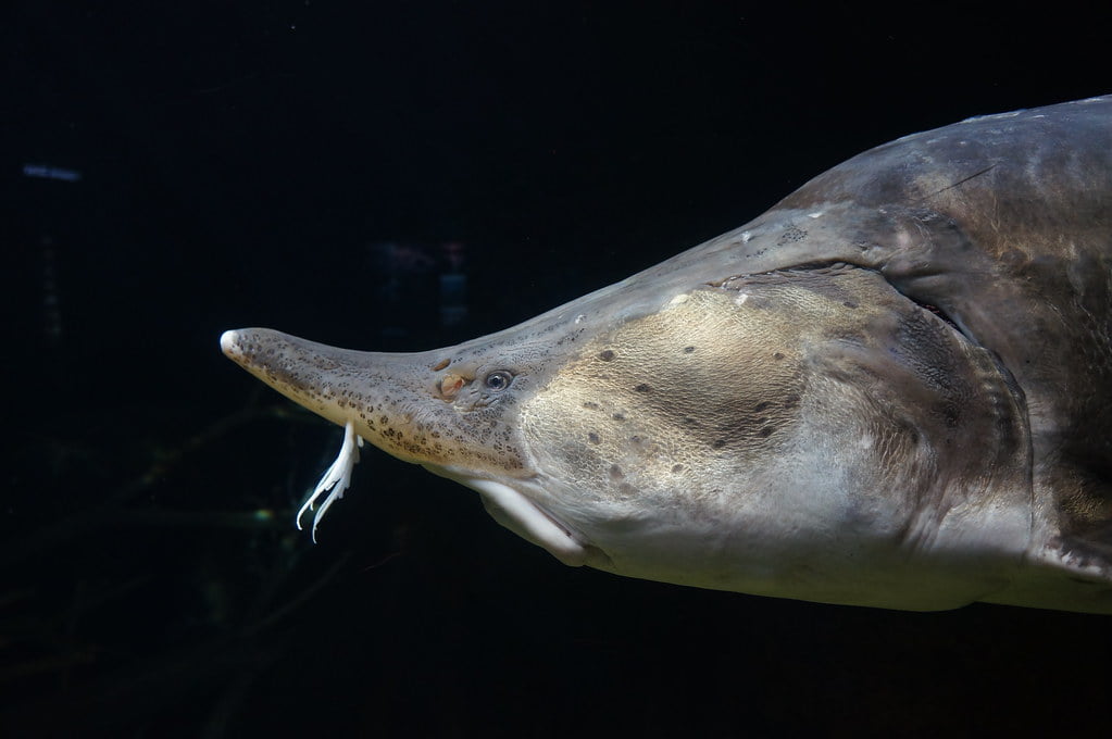 Beluga Caviar