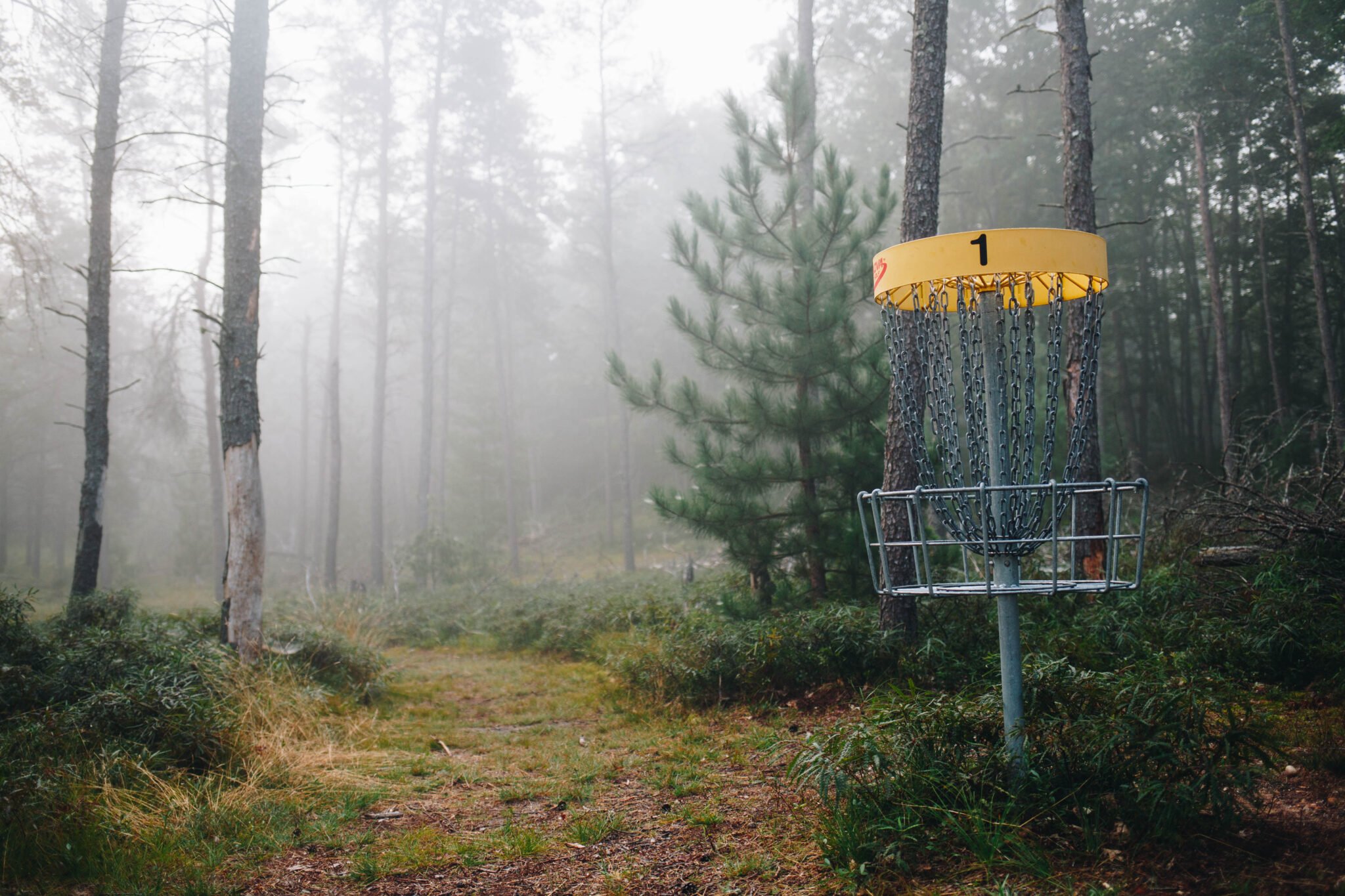 disc golf scene