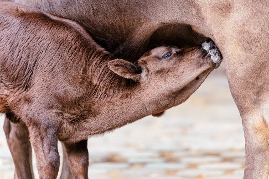 Bird flu is spreading to cows