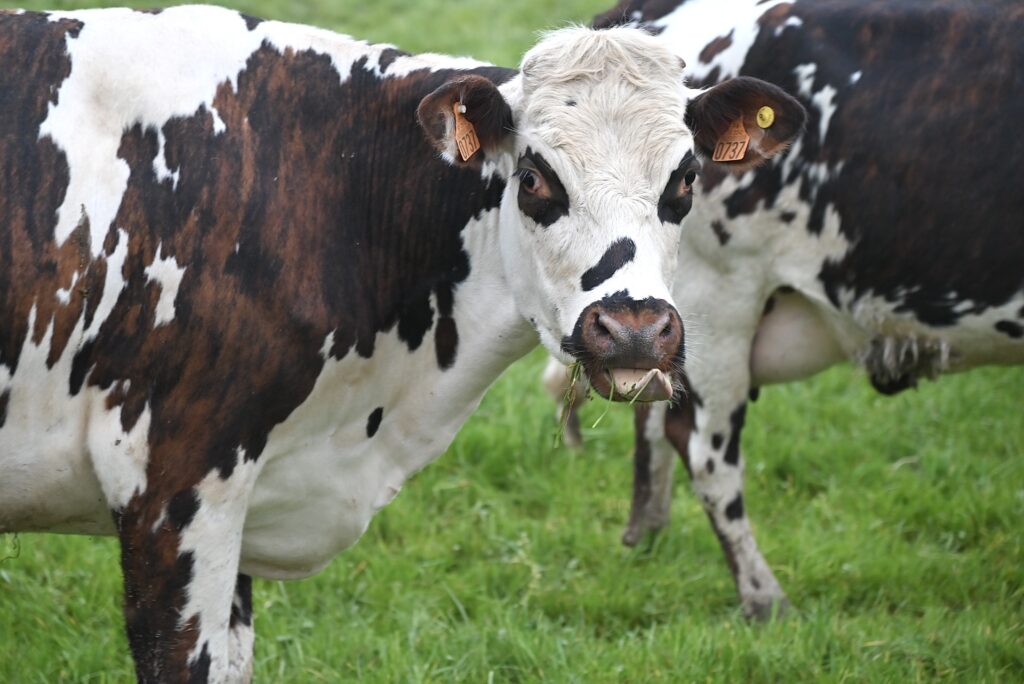 Bird flu is spreading to cows