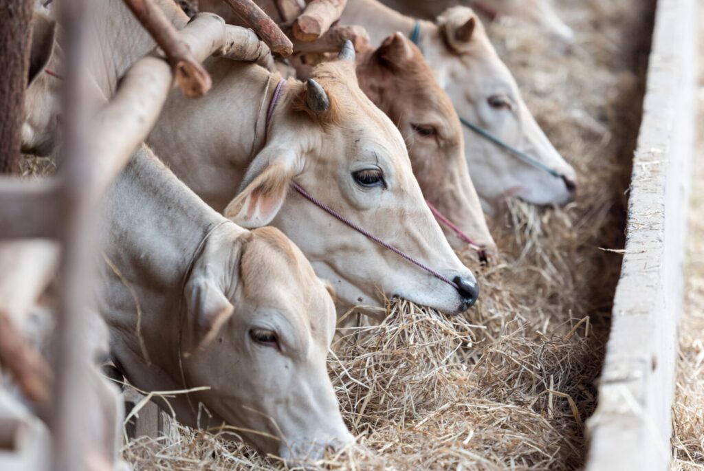 Bird flu is spreading to cows