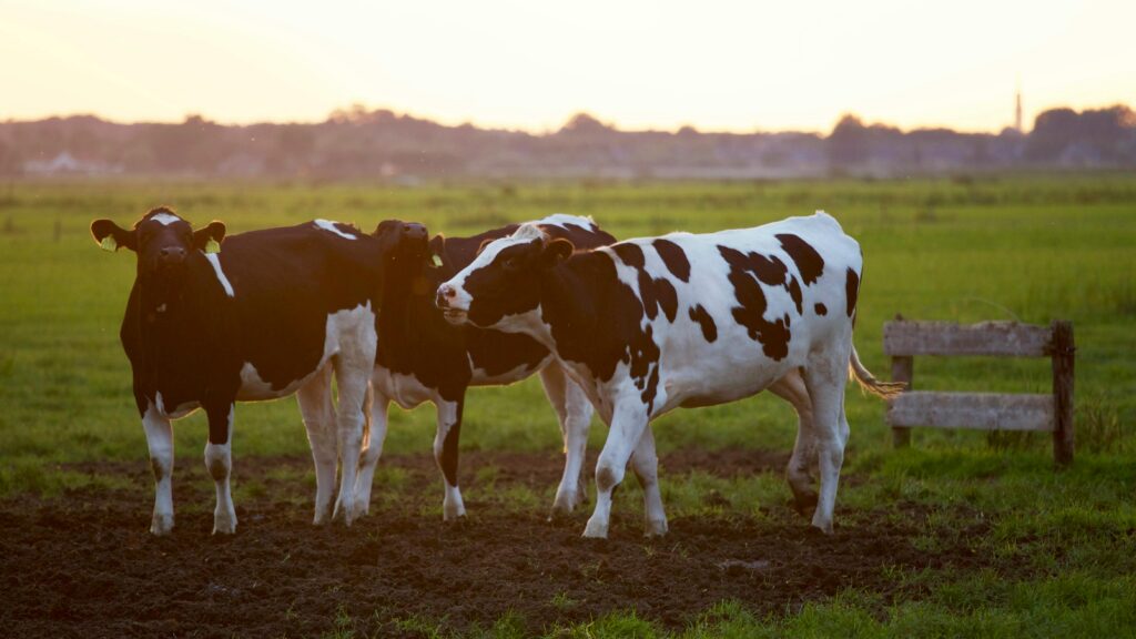 Bird flu is spreading to cows