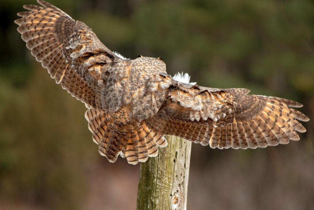 What is the Most Common Owl in New York State