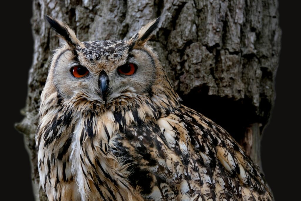 What is the Most Common Owl in New York State