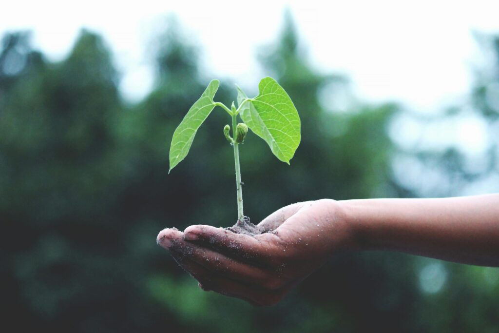 What is the First Plant Grown on the Moon