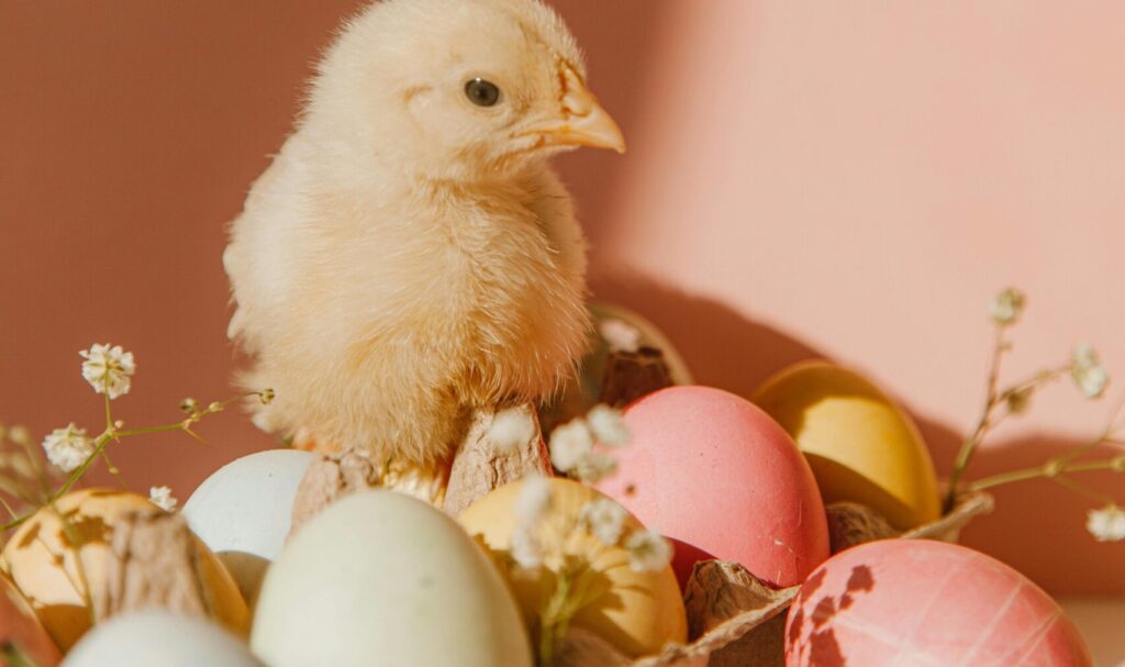 Can You Catch Bird Flu from Eating Runny Eggs?